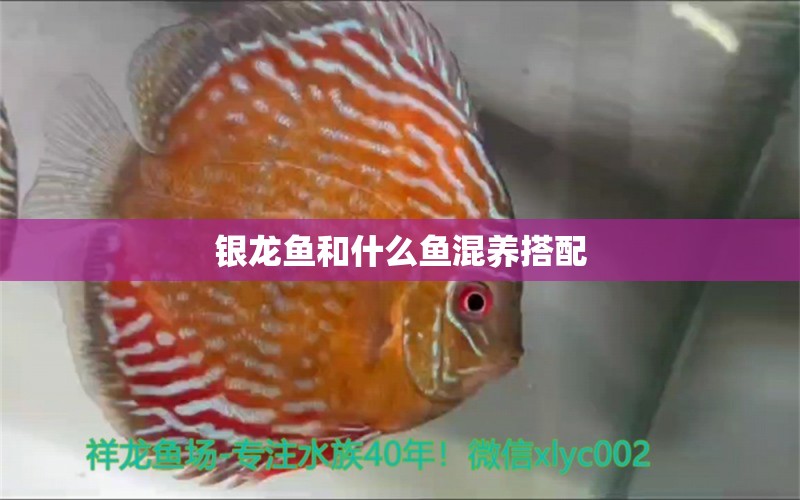 銀龍魚和什么魚混養(yǎng)搭配 銀龍魚