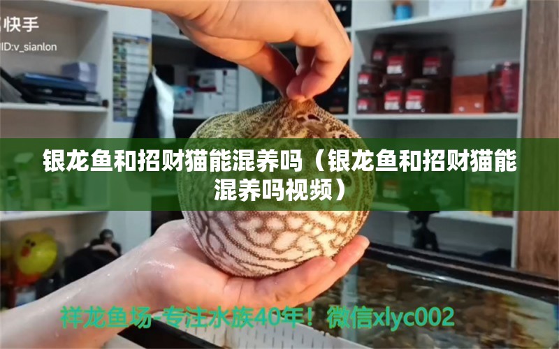 銀龍魚和招財貓能混養(yǎng)嗎（銀龍魚和招財貓能混養(yǎng)嗎視頻）