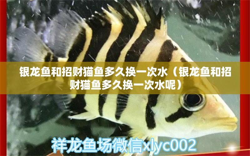 銀龍魚(yú)和招財(cái)貓魚(yú)多久換一次水（銀龍魚(yú)和招財(cái)貓魚(yú)多久換一次水呢）