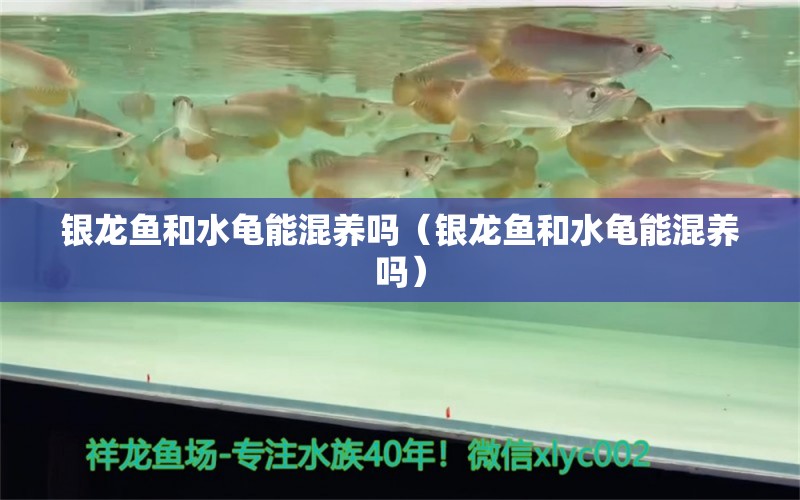 銀龍魚和水龜能混養(yǎng)嗎（銀龍魚和水龜能混養(yǎng)嗎） 銀河星鉆魚