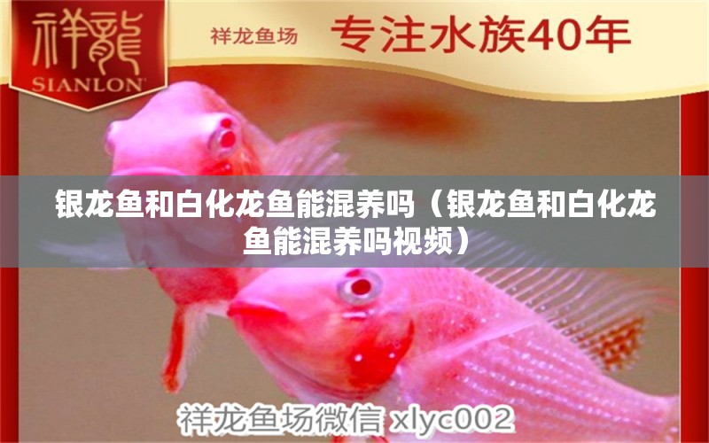 銀龍魚和白化龍魚能混養(yǎng)嗎（銀龍魚和白化龍魚能混養(yǎng)嗎視頻） 銀龍魚