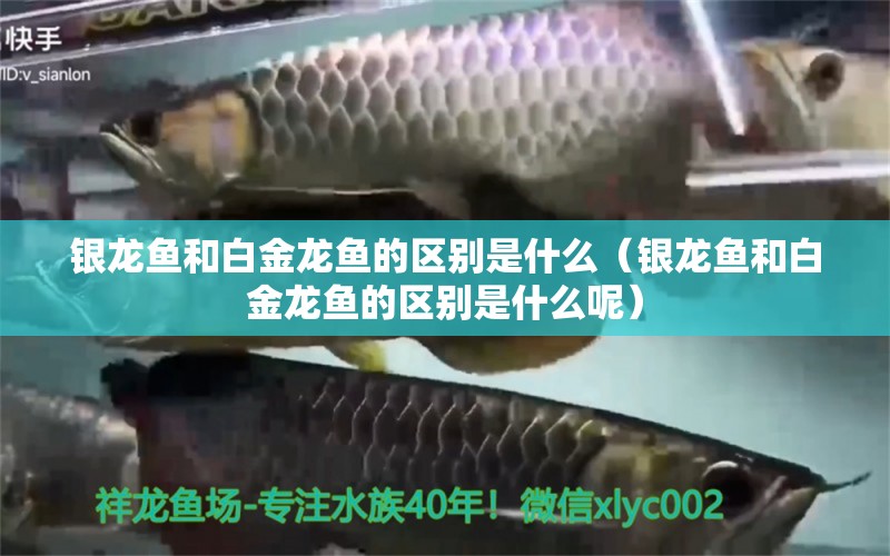 銀龍魚和白金龍魚的區(qū)別是什么（銀龍魚和白金龍魚的區(qū)別是什么呢）