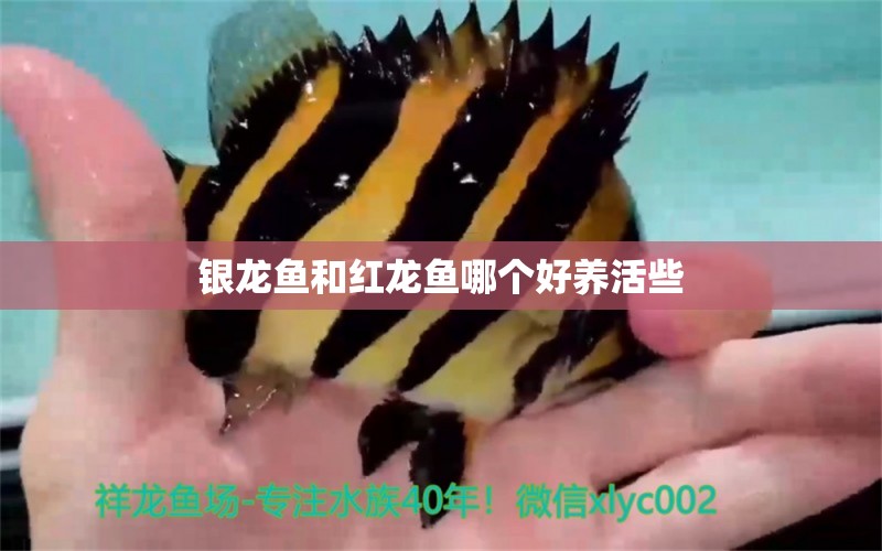 銀龍魚和紅龍魚哪個好養(yǎng)活些 水族問答 第1張