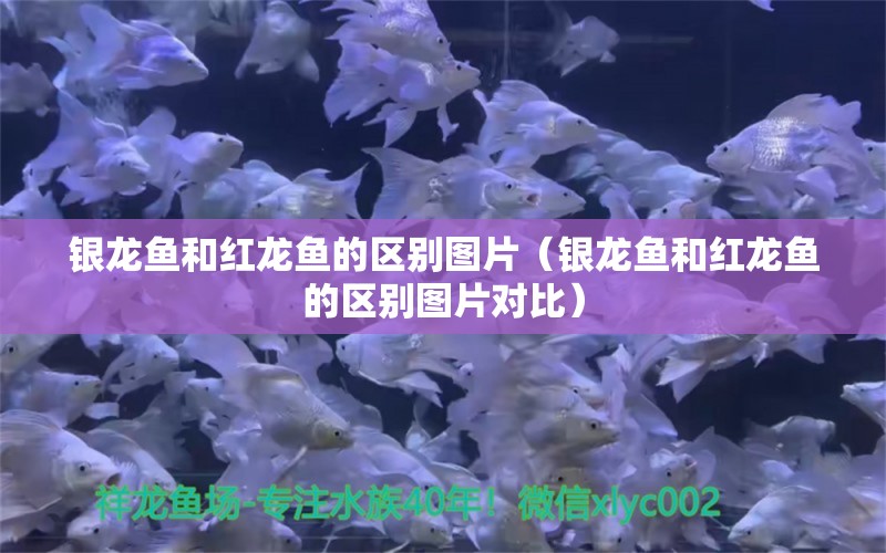 銀龍魚和紅龍魚的區(qū)別圖片（銀龍魚和紅龍魚的區(qū)別圖片對(duì)比） 銀龍魚