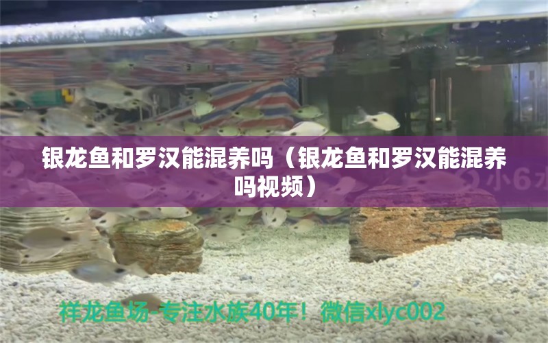 銀龍魚和羅漢能混養(yǎng)嗎（銀龍魚和羅漢能混養(yǎng)嗎視頻）