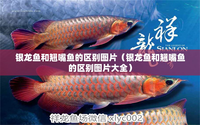 銀龍魚和翹嘴魚的區(qū)別圖片（銀龍魚和翹嘴魚的區(qū)別圖片大全） 銀龍魚