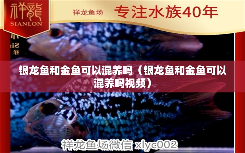 銀龍魚(yú)和金魚(yú)可以混養(yǎng)嗎（銀龍魚(yú)和金魚(yú)可以混養(yǎng)嗎視頻）