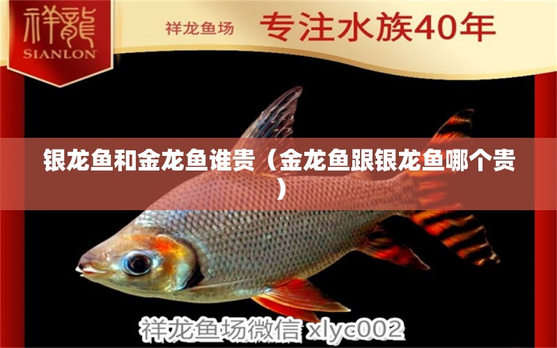 銀龍魚和金龍魚誰貴（金龍魚跟銀龍魚哪個貴）