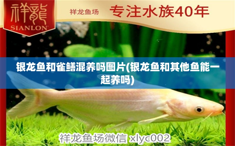 銀龍魚(yú)和雀鱔混養(yǎng)嗎圖片(銀龍魚(yú)和其他魚(yú)能一起養(yǎng)嗎) 銀龍魚(yú)百科 第1張