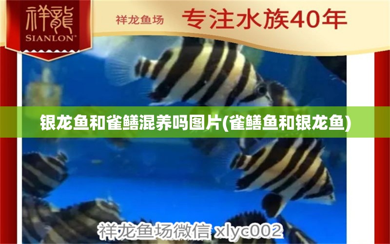 銀龍魚和雀鱔混養(yǎng)嗎圖片(雀鱔魚和銀龍魚) 銀龍魚百科 第1張