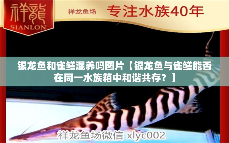 銀龍魚(yú)和雀鱔混養(yǎng)嗎圖片【銀龍魚(yú)與雀鱔能否在同一水族箱中和諧共存？】 水族問(wèn)答 第1張