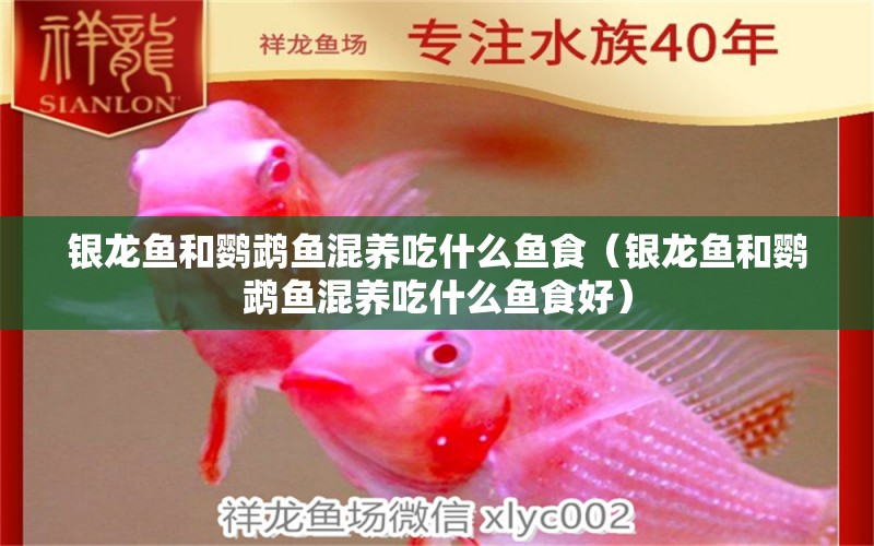 銀龍魚和鸚鵡魚混養(yǎng)吃什么魚食（銀龍魚和鸚鵡魚混養(yǎng)吃什么魚食好）