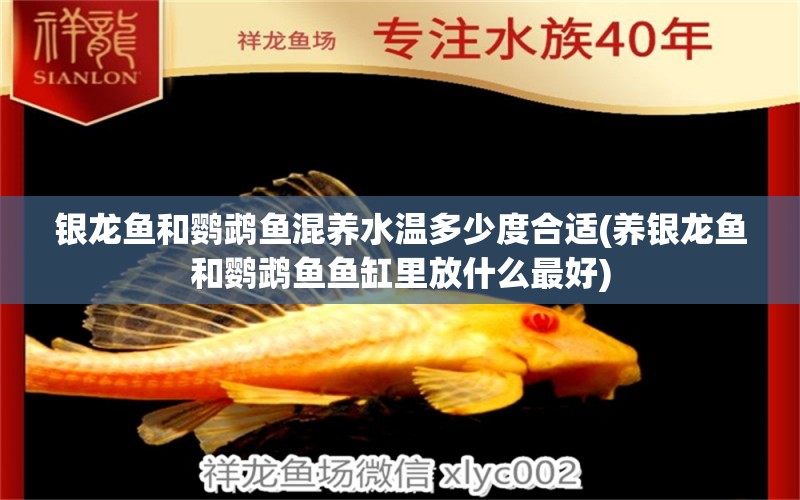 銀龍魚(yú)和鸚鵡魚(yú)混養(yǎng)水溫多少度合適(養(yǎng)銀龍魚(yú)和鸚鵡魚(yú)魚(yú)缸里放什么最好) 鸚鵡魚(yú)