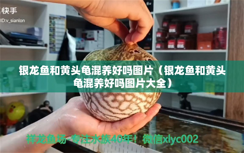 銀龍魚和黃頭龜混養(yǎng)好嗎圖片（銀龍魚和黃頭龜混養(yǎng)好嗎圖片大全） 烏龜