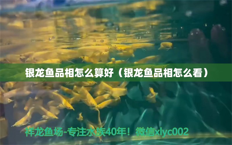 銀龍魚品相怎么算好（銀龍魚品相怎么看） 定時(shí)器/自控系統(tǒng)