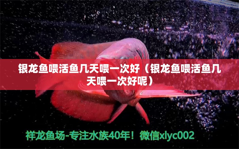 銀龍魚喂活魚幾天喂一次好（銀龍魚喂活魚幾天喂一次好呢） 銀龍魚