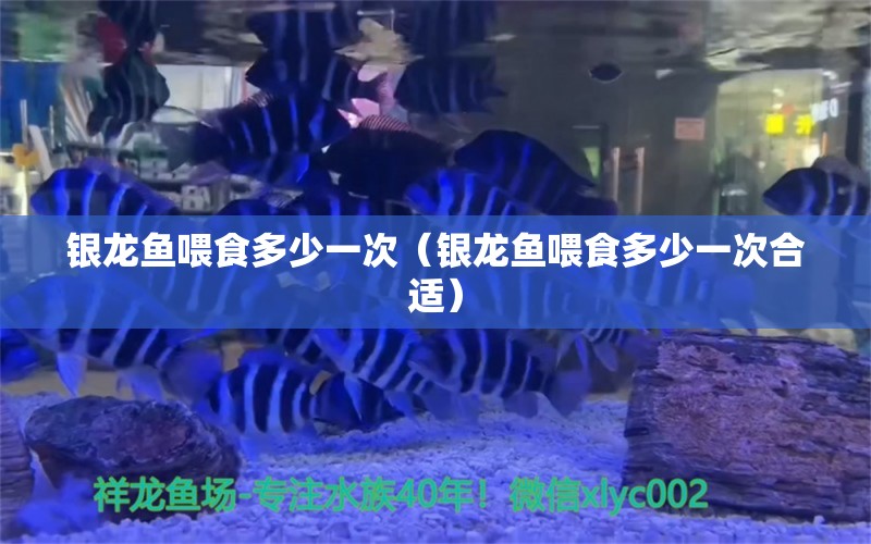 銀龍魚喂食多少一次（銀龍魚喂食多少一次合適）