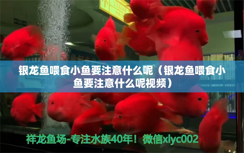 銀龍魚(yú)喂食小魚(yú)要注意什么呢（銀龍魚(yú)喂食小魚(yú)要注意什么呢視頻）