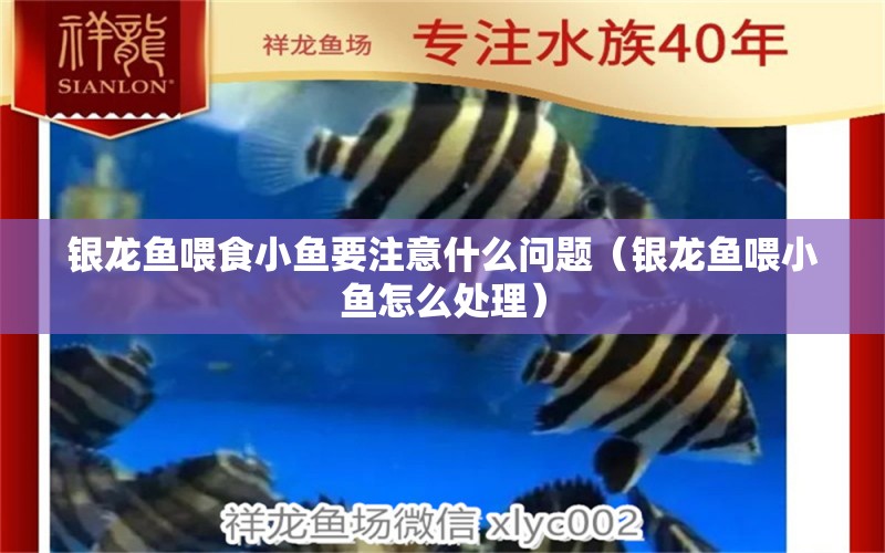 銀龍魚喂食小魚要注意什么問題（銀龍魚喂小魚怎么處理） 銀龍魚