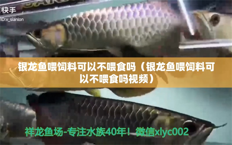 銀龍魚喂飼料可以不喂食嗎（銀龍魚喂飼料可以不喂食嗎視頻）