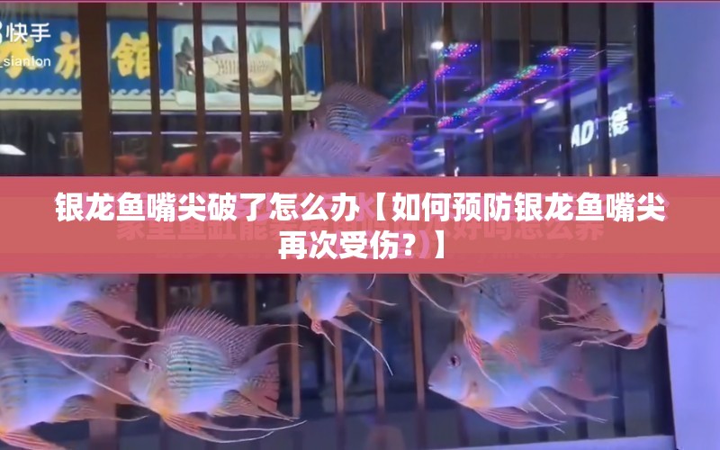 銀龍魚嘴尖破了怎么辦【如何預(yù)防銀龍魚嘴尖再次受傷？】 水族問(wèn)答 第1張