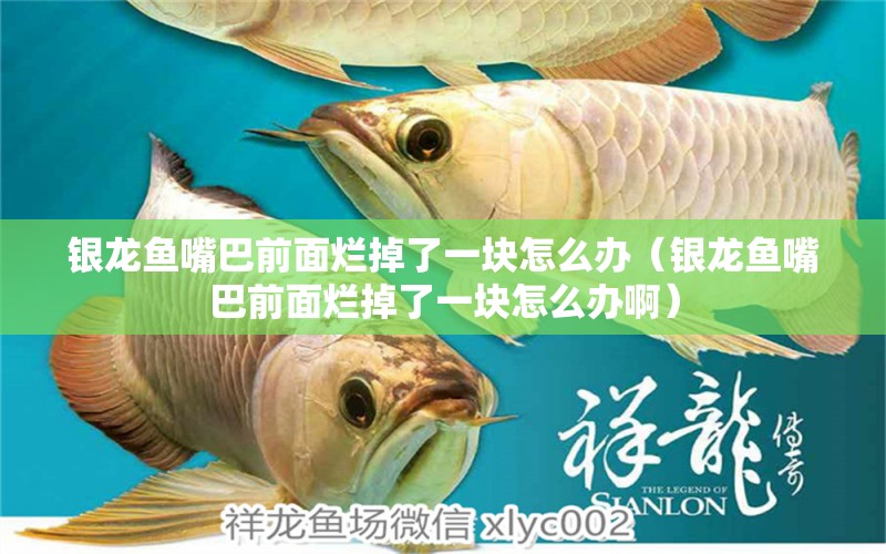 銀龍魚嘴巴前面爛掉了一塊怎么辦（銀龍魚嘴巴前面爛掉了一塊怎么辦?。? title=