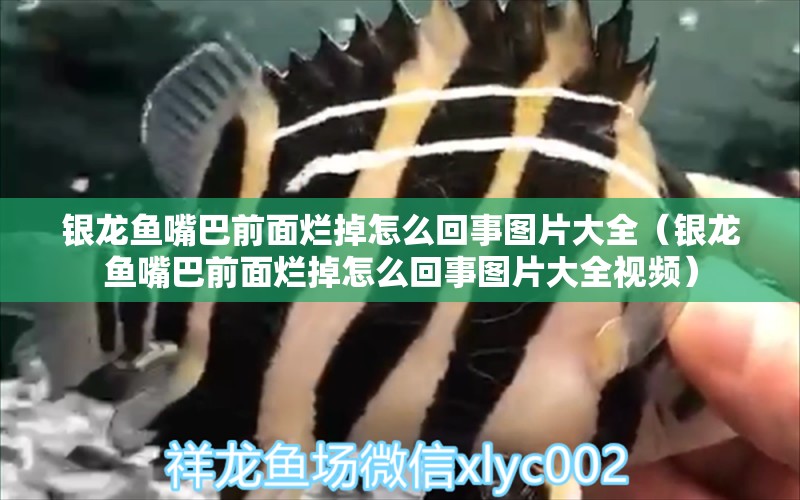 銀龍魚嘴巴前面爛掉怎么回事圖片大全（銀龍魚嘴巴前面爛掉怎么回事圖片大全視頻） 銀龍魚