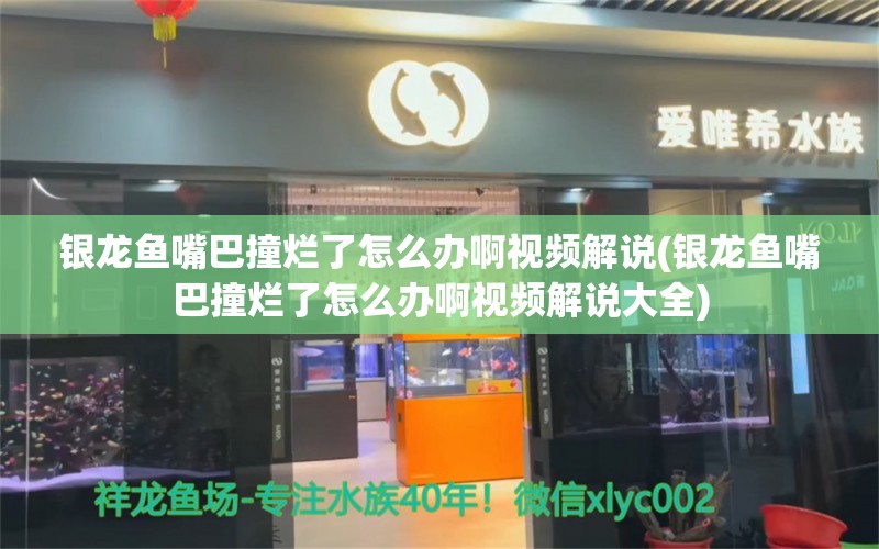 銀龍魚嘴巴撞爛了怎么辦啊視頻解說(銀龍魚嘴巴撞爛了怎么辦啊視頻解說大全)