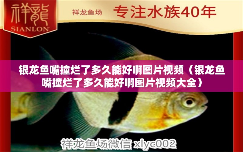 銀龍魚嘴撞爛了多久能好啊圖片視頻（銀龍魚嘴撞爛了多久能好啊圖片視頻大全） 銀龍魚