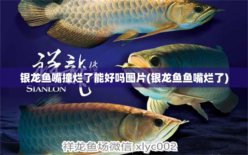 銀龍魚嘴撞爛了能好嗎圖片(銀龍魚魚嘴爛了)