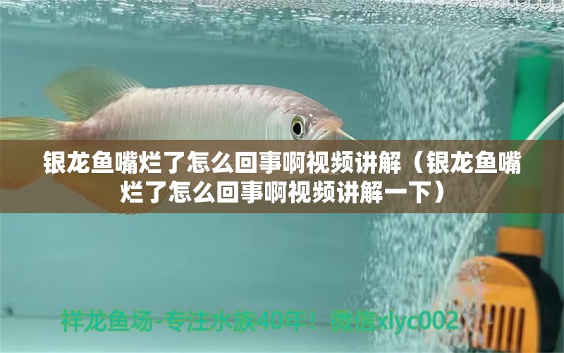 銀龍魚嘴爛了怎么回事啊視頻講解（銀龍魚嘴爛了怎么回事啊視頻講解一下） 銀龍魚