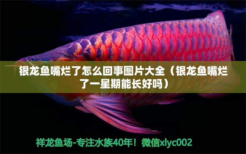 銀龍魚嘴爛了怎么回事圖片大全（銀龍魚嘴爛了一星期能長好嗎） 銀龍魚