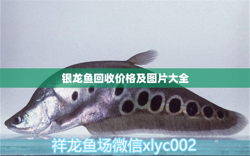 銀龍魚回收價格及圖片大全 水族問答 第1張