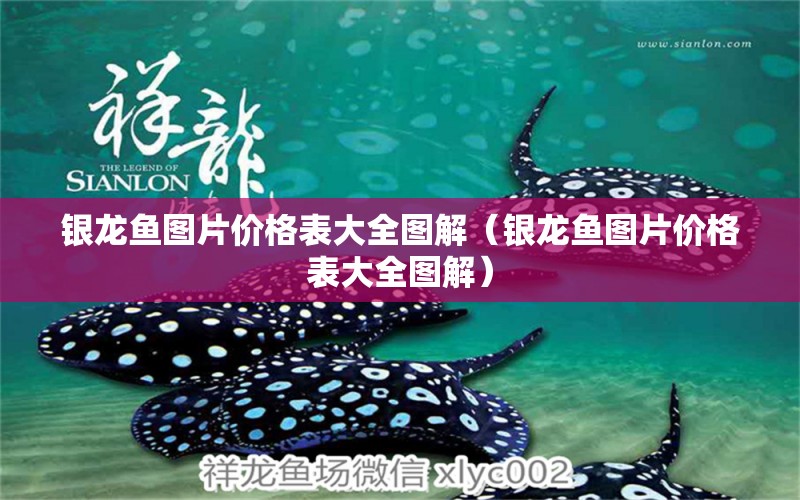 銀龍魚(yú)圖片價(jià)格表大全圖解（銀龍魚(yú)圖片價(jià)格表大全圖解） 銀龍魚(yú)