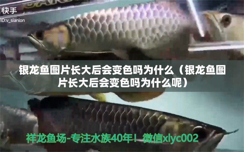 銀龍魚圖片長大后會變色嗎為什么（銀龍魚圖片長大后會變色嗎為什么呢）