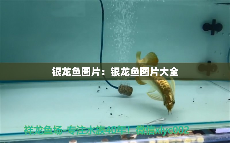 銀龍魚圖片：銀龍魚圖片大全