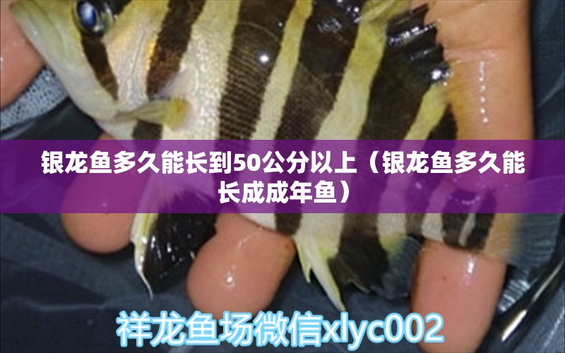 銀龍魚(yú)多久能長(zhǎng)到50公分以上（銀龍魚(yú)多久能長(zhǎng)成成年魚(yú)） 白子銀版魚(yú)