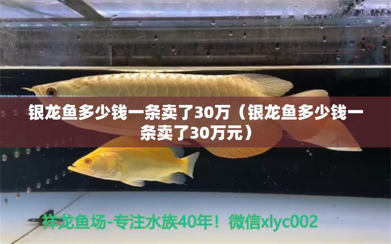 銀龍魚多少錢一條賣了30萬（銀龍魚多少錢一條賣了30萬元） 銀龍魚