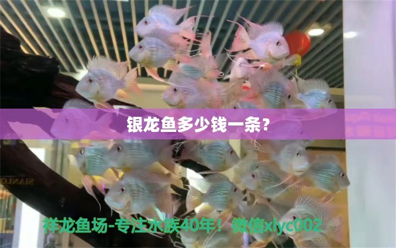 銀龍魚多少錢一條？