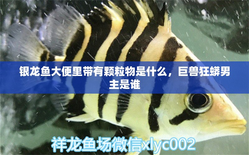 銀龍魚大便里帶有顆粒物是什么，巨獸狂蟒男主是誰(shuí)