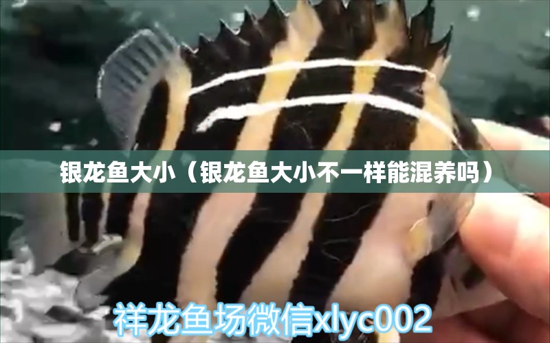 銀龍魚大?。ㄣy龍魚大小不一樣能混養(yǎng)嗎）