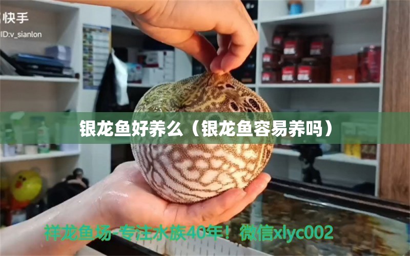 銀龍魚好養(yǎng)么（銀龍魚容易養(yǎng)嗎） 銀龍魚百科 第1張