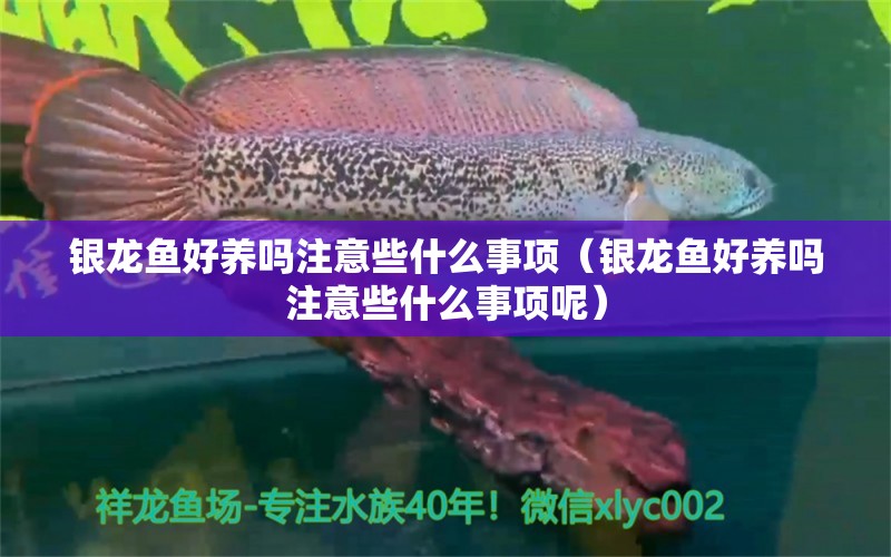 銀龍魚(yú)好養(yǎng)嗎注意些什么事項(xiàng)（銀龍魚(yú)好養(yǎng)嗎注意些什么事項(xiàng)呢） 銀龍魚(yú)