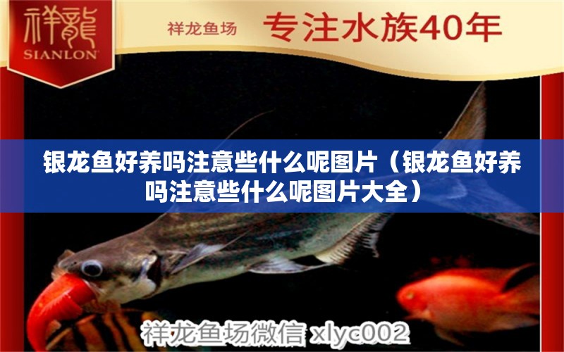 銀龍魚好養(yǎng)嗎注意些什么呢圖片（銀龍魚好養(yǎng)嗎注意些什么呢圖片大全）