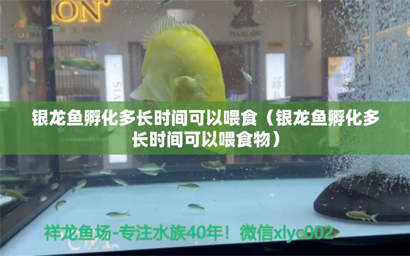 銀龍魚孵化多長時間可以喂食（銀龍魚孵化多長時間可以喂食物） 銀龍魚