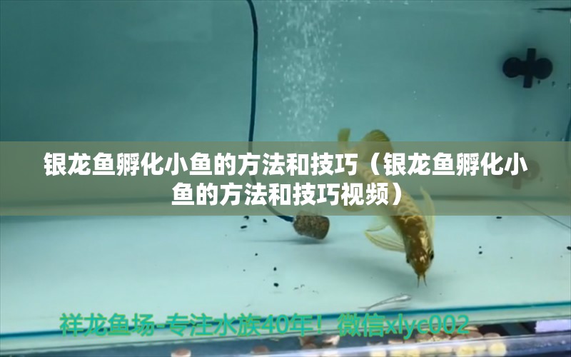 銀龍魚孵化小魚的方法和技巧（銀龍魚孵化小魚的方法和技巧視頻）