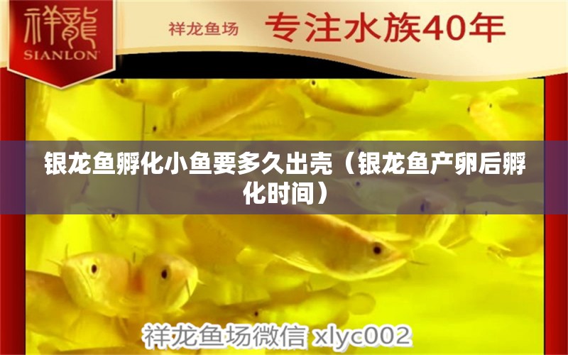 銀龍魚孵化小魚要多久出殼（銀龍魚產(chǎn)卵后孵化時(shí)間） 祥龍金禾金龍魚