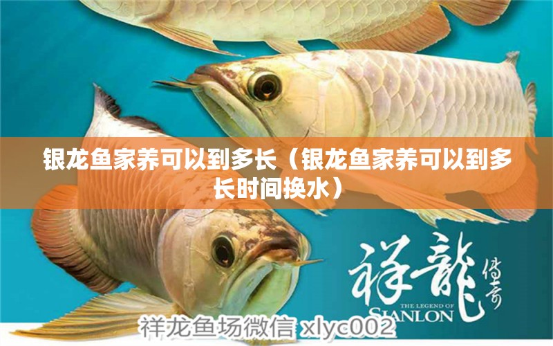 銀龍魚家養(yǎng)可以到多長(zhǎng)（銀龍魚家養(yǎng)可以到多長(zhǎng)時(shí)間換水） 銀龍魚