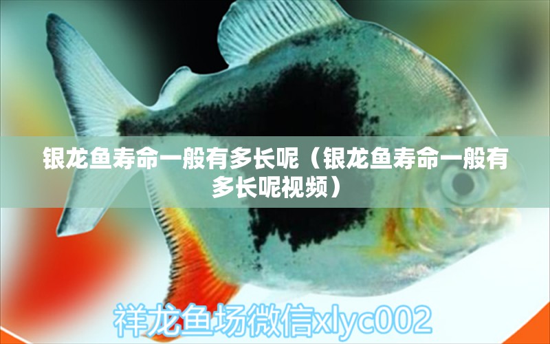 銀龍魚壽命一般有多長呢（銀龍魚壽命一般有多長呢視頻） 銀龍魚