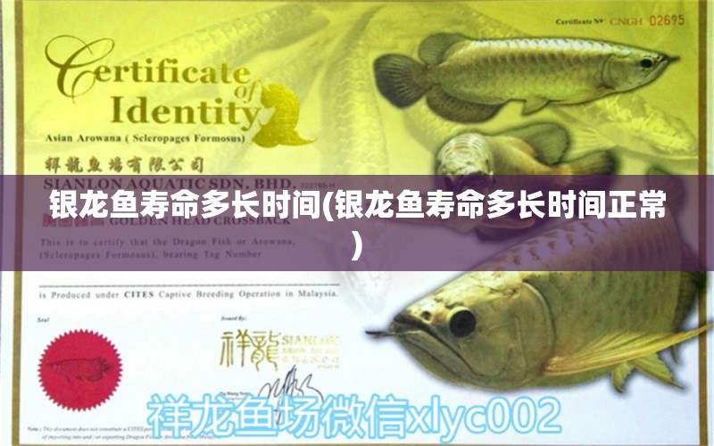 銀龍魚壽命多長時間(銀龍魚壽命多長時間正常) 銀龍魚百科 第1張